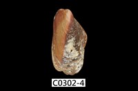 藏品(雲雀殼菜蛤)的圖片